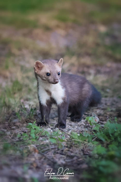 Beech marten - fouine by Evelyne O'Connor