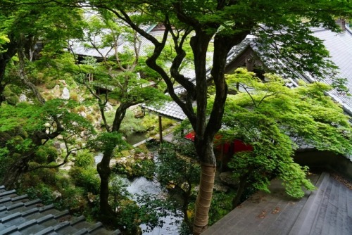 chitaka45: 京都 「柳谷観音・楊谷寺」紫陽花 kyoto 「yanagidanikannon・yokokuji」hydrangea