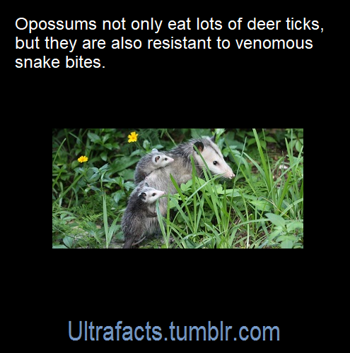 ultrafacts:Source: [x]Click HERE for more facts!
