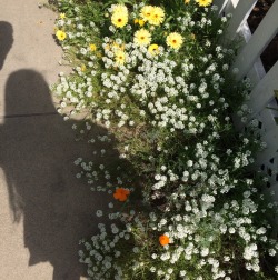 flowury:  flowers spilling out onto sidewalk