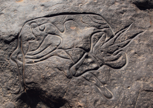 humanoidhistory:Ancient petroglyph, possibly depicting a sleeping antelope, located at Tin Taghirt o