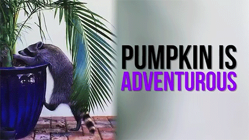 sizvideos:  Watch the story of Pumpkin the raccoon!   Naww, I love Pumpkin! <3