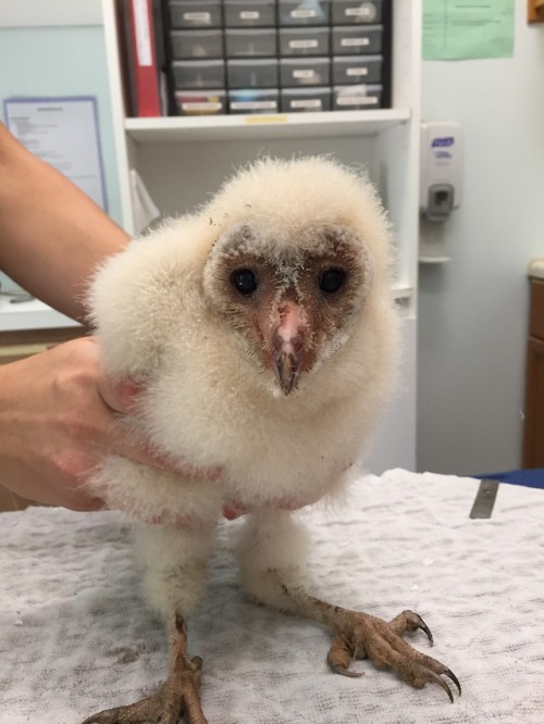 crc-rehab-blog:Barn Owl Re-nesting This ordeal started out as a sad story but it concluded with a ha