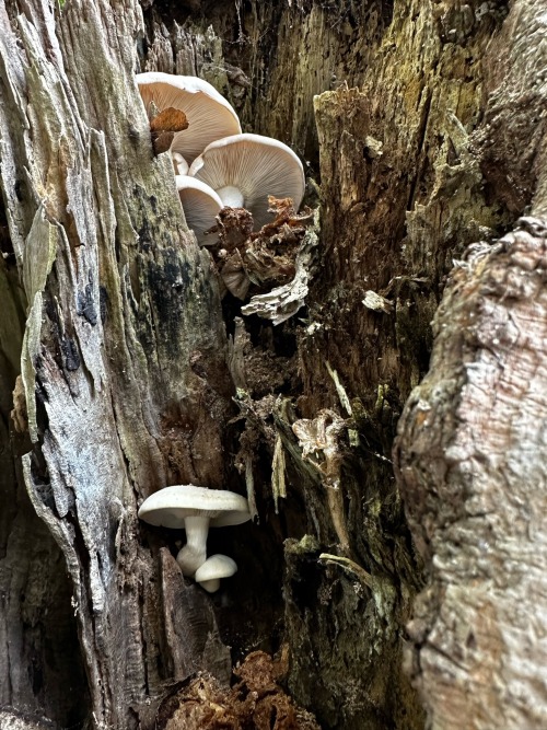 Was Almost Late To Work Because I Saw A Whole Little World Growing Inside Of A Tree. Slowly Taking Over