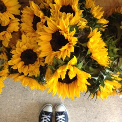 tealca-t:so many sunflowers at the store today, I wanted them all !!! (✿◠‿◠)