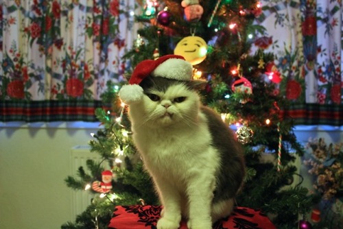 lost-in-books94:Ready for Christmas! Presenting… Gizmo’s 2018 Christmas Photoshoot! Santa Gizmo is c