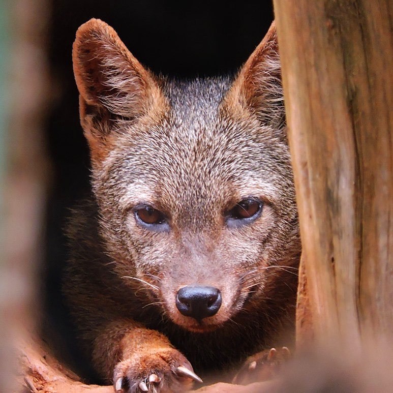 amnhnyc:Meet the crab-eating fox (Cerdocyon thous)! It’s native to parts of eastern