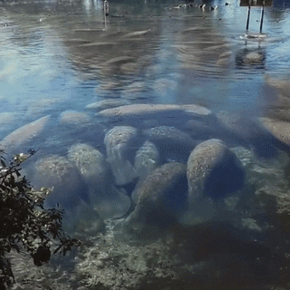 seatrench:Cold Manatees huddling for warmth(source)