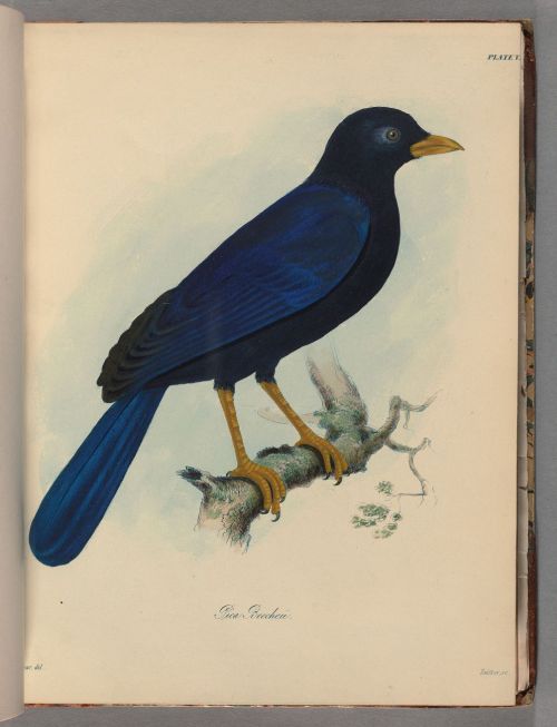 Beechey, Frederick William. The zoology of Captain Beechey’s voyage, 1839.Typ 805L.39Houghton 