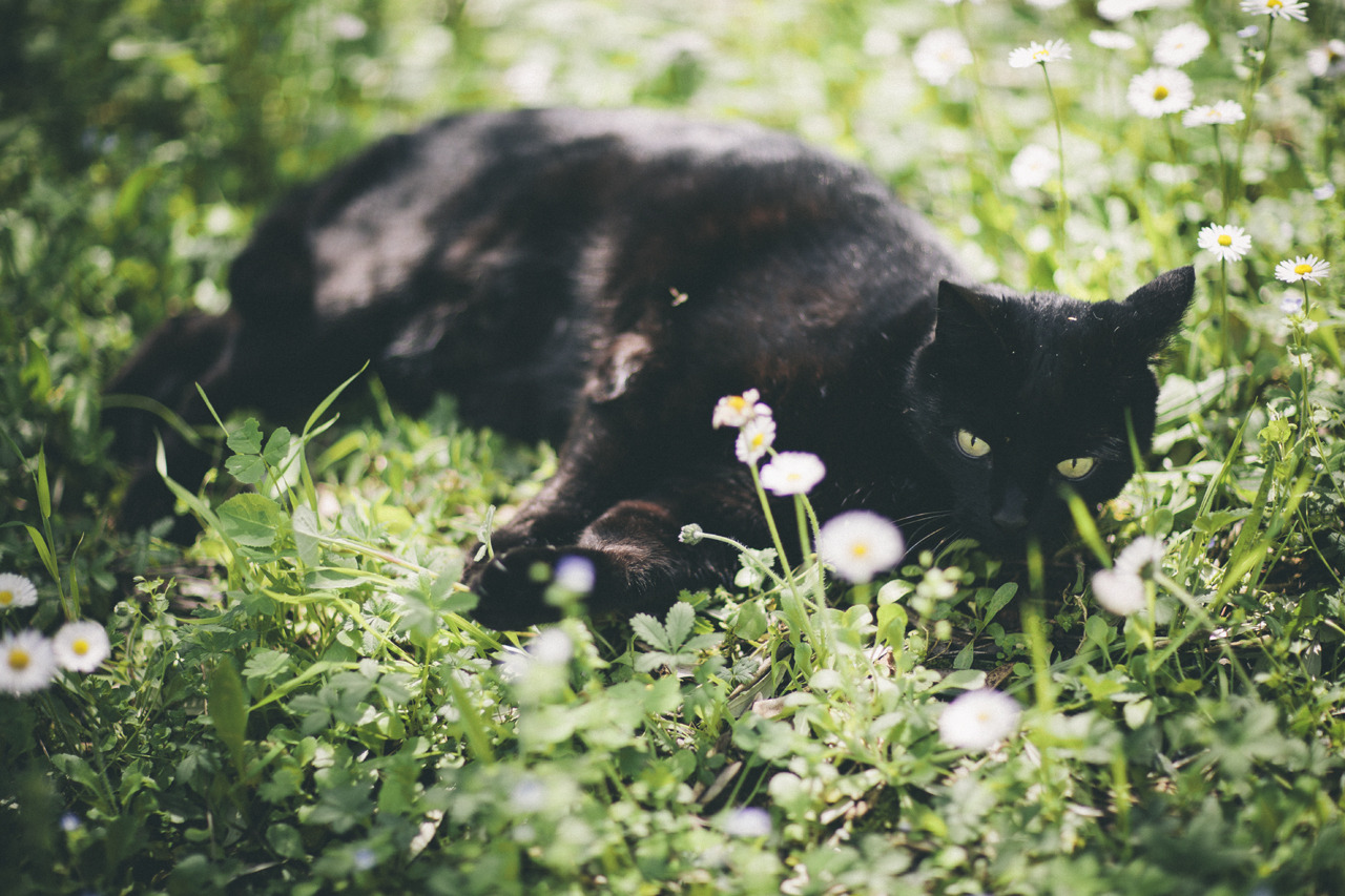 { tiny black panther and the spring /// part two }-luna, green grass and tons of