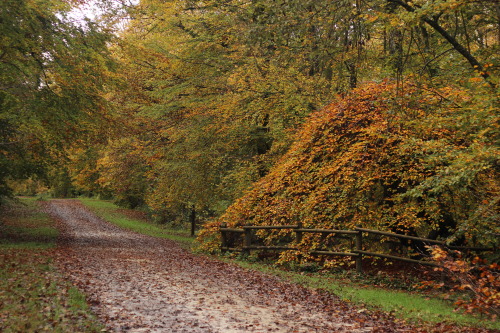 The dwarf beeches of Faux de Verzy, Montagne de Reims Region National ParkIn the Marne region in Fra