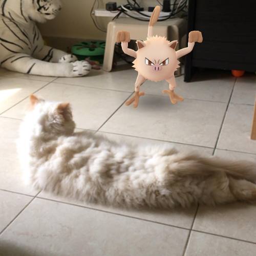 #Pokemon battle, Wild #Mankey spotted. #PokemonGo #catsofinstagram #cat #Willow #furbaby #adoptdonts