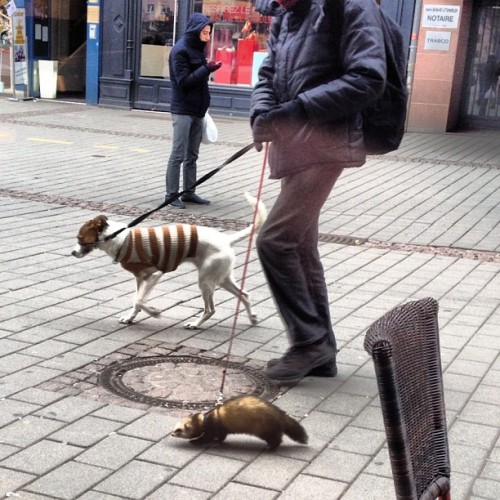 Strasbourg Today: Man walks ferret &amp; dog in sweater; is normal.