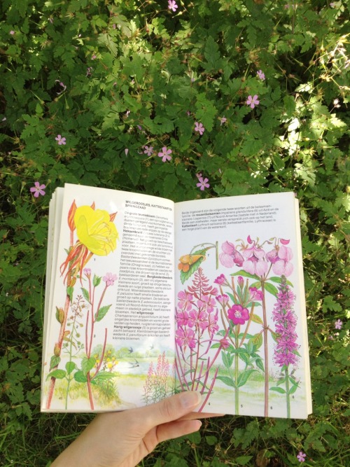 mercurieux:  looking up what kind of wildflowers reside in the garden (it was such a beautiful day) 