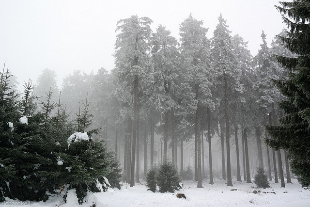 natureac:  This blog will make you feel at peace