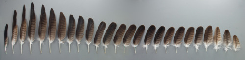 harvestheart: BIRD WING FEATHERS 1 - Game Bird 2 -  Slotted High Lift Wing  3 - High Speed Wings 4 -