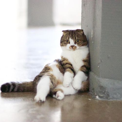 macchacat:  Different day, same sit. #maxcomfort http://ift.tt/2cYd7fC
