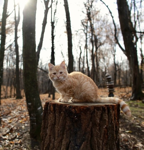 picturetakingguy: chillin’ on a stump