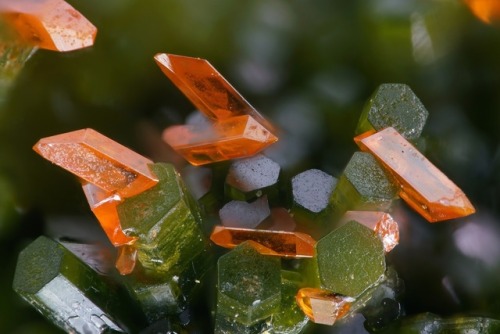 wigmund:  From Mindat.Org Photo Of The Day; July 19, 2018:  Crocoite: PbCrO4; Pyromorphite: Pb5(PO4)3ClLocality: Platt Prospect, Dundas mineral field, Zeehan District, West Coast municipality, Tasmania, Australia“Sharp and translucent, very well developed