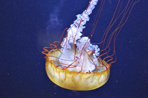 In honor of national jelly fish day on November 3rd.Did you know that jellyfish can clone themselves