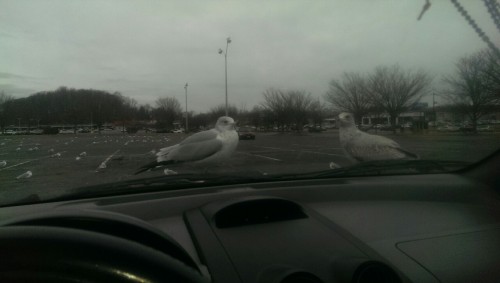 Good morning from sunny New Jersey and the parking lot seagulls~~