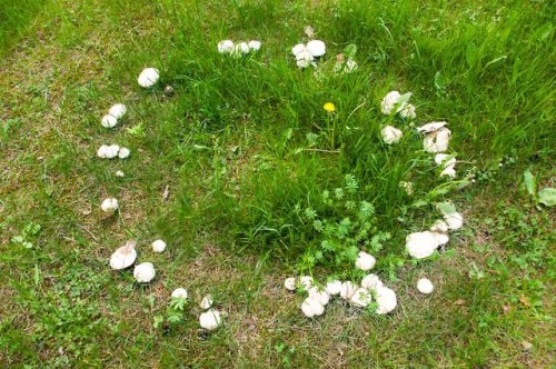 elvenforestworld: Known as St. George’s Mushroom in the UK, Vårmousseron in Scandinavia 