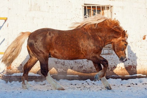 russianhorses: Russian Heavy Draft stallion Kaygal  