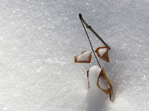 Leaf in snow 12/14/2017