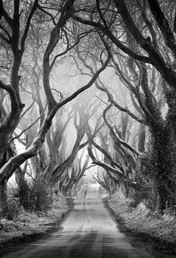 sadika-darling:The dark hedges.. Northern