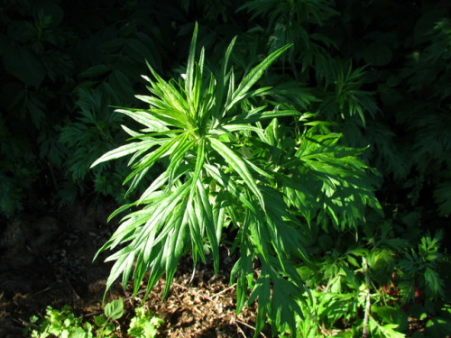 Mugwort (aka cronewort or wormwood), Artemisia vulgaris.