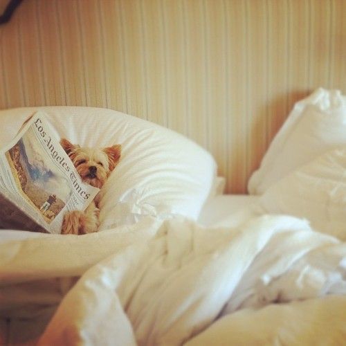 taintedmedley:  Attack of the cute on We Heart It. https://weheartit.com/entry/76334445/via/laura_baroody
