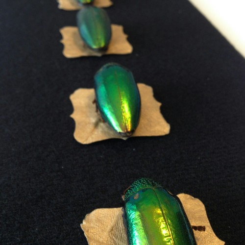 phantasmagoricalbeasts: Emerald Jewel Beetles