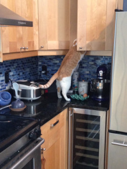 awwww-cute:  Cat treats are in here somewhere