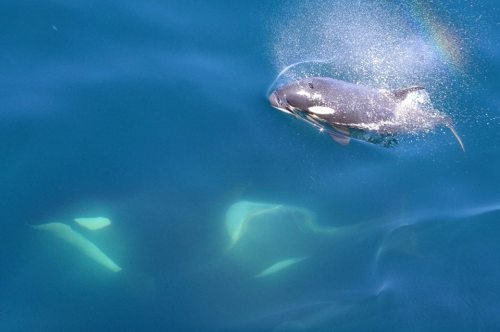 A “cheerful and playful” calf was spotted by nature cruise charters off the Shiretoko Peninsula this