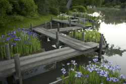 deerwoof:  hey this is in the missouri botanical gardens!!!! i have been here lots of times its ssoooo pretty theres lots of koi in that water and ducks always swim up to greet u. i think its zigzagged like that so bad spirits cant follow u? i love this