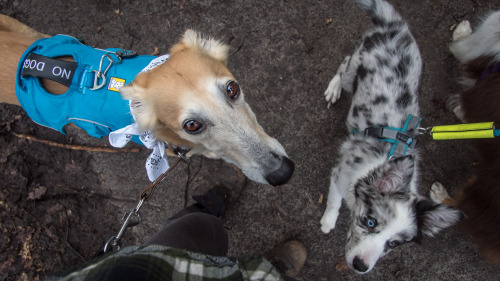 I made some super cool new friends recently! Their names are Skip and Zorah, after the last bite/dog