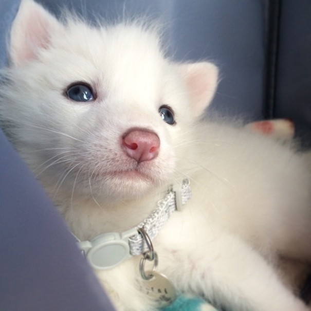 ambris-art:  boredpanda:  This Domesticated Baby Red Fox Is The Sleepiest Pet Ever