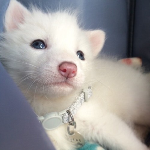 mairah-ariana:  gingerun:  cannibalistic-nun:  awesome-picz:    This Domesticated Baby Red Fox Is The Sleepiest Pet Ever  I’m wondering if the person who named this was color blind  bubblymegan  I need this beautiful bb