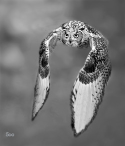 Jnasir:  Fly In Black And White By Ronchistefano