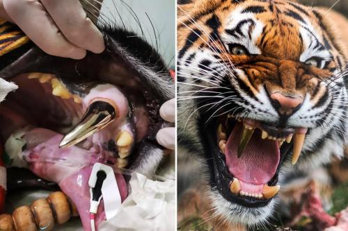 kylehasatumblr: sixpenceee:    This tiger was given a gold tooth after cracking it in an accident                              Source    DISNEY VILLAIN DISNEY VILLAIN DISNEY VILLAIN 