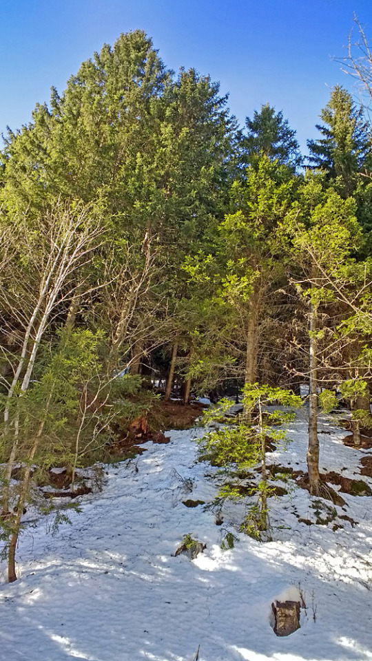 Woods