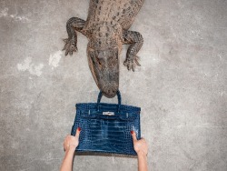 the-fashion-alba: Here Are Photos of a 贄,000 Birkin Bag Being Fed to an Alligator