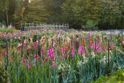 floralls:CHATEAU DU RIVAU, LOIRE VALLEY, FRANCEby  Clive Nichols