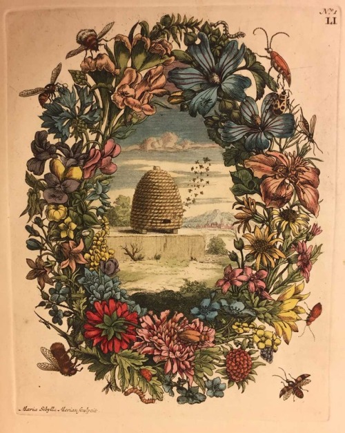 My goodness, this is lovely!A hand-colored plate from Maria Sibylla Merian’s 1730 De Europisch