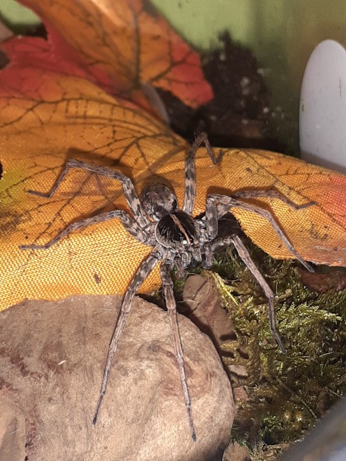 Aspera