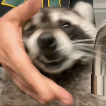Raccoon Gif Pack!
