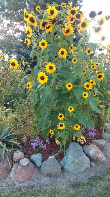 Sunshine, lightning and wildflowers