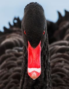 Appreciation — Black Swan