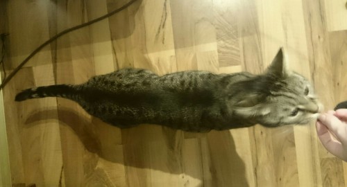 aquasplendens:julia-hanniger:I’m worried about my boy Gizmo .. please help!So both of my cats 