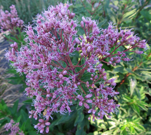 awkwardbotany:Joe Pye Weed (Eutrochium purpureum)